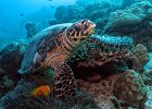 Mammals + Reptiles